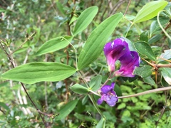 Lathyrus palustris