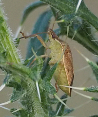 Euschistus servus euschistoides