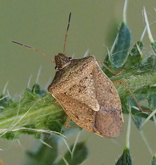 Euschistus servus euschistoides