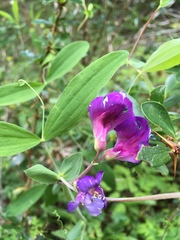 Lathyrus palustris