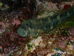 Stellar Rockskipper photo 5
