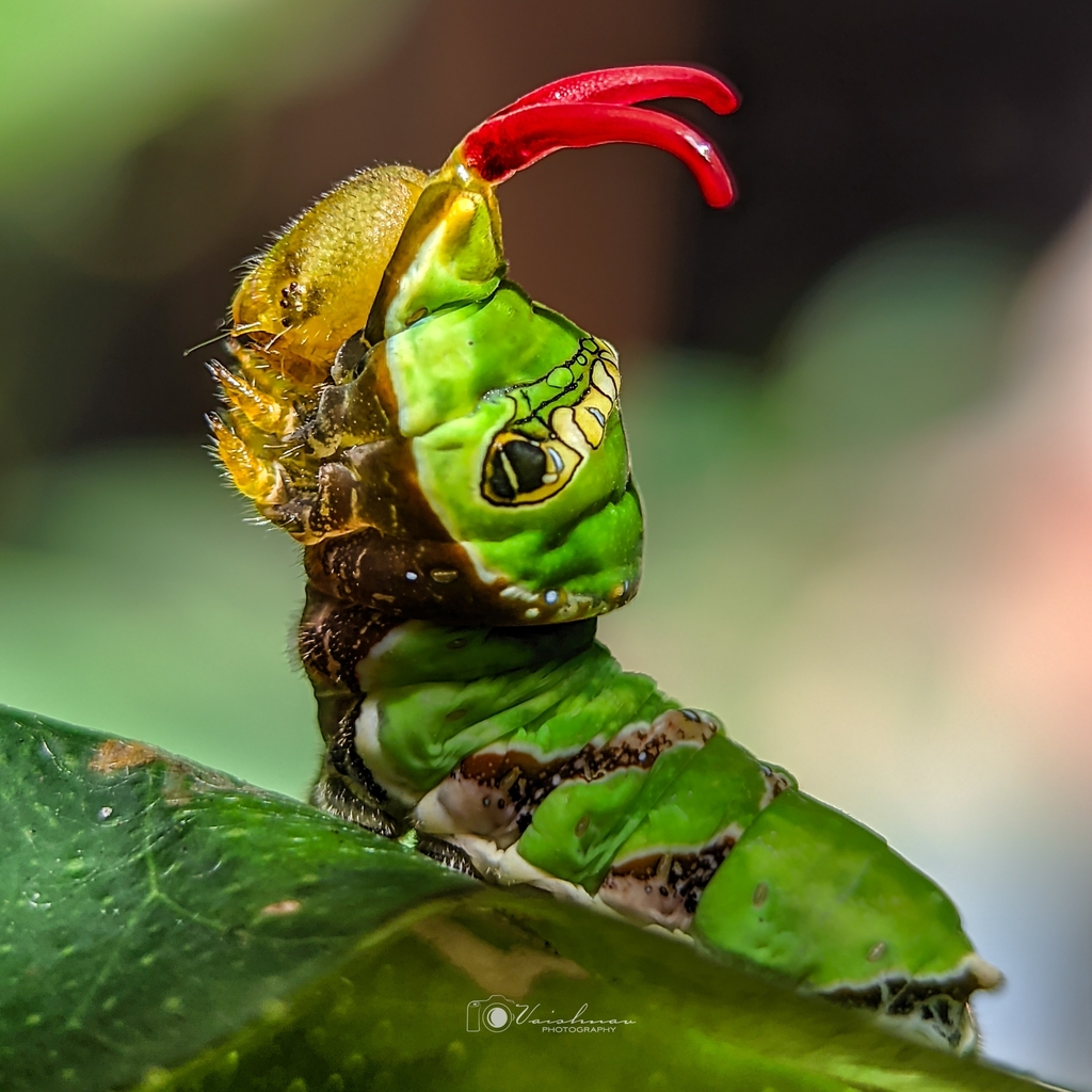 玉带凤蝶（Papilio polytes）