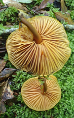 Heimiomyces velutipes