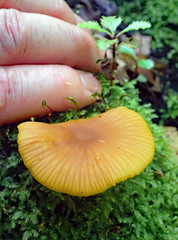 Heimiomyces velutipes