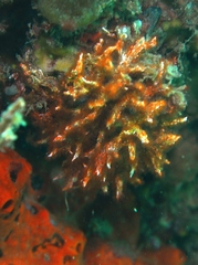 Salmacina australis