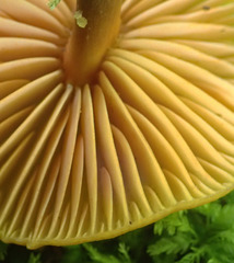 Heimiomyces velutipes