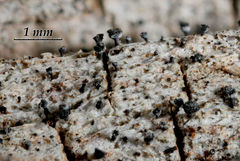 Calicium montanum