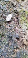 Coelostomidia zealandica
