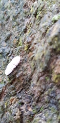 Coelostomidia zealandica