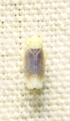 Polyamia apicata