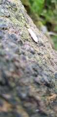 Coelostomidia zealandica