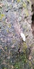 Coelostomidia zealandica