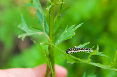 Tenthredo mandibularis