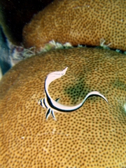 Eques punctatus