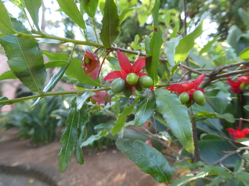 Ochna serrulata image