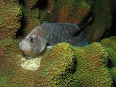 Rypticus saponaceus