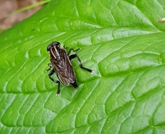 Orthoprosopa bilineata