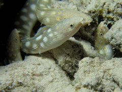 Myrichthys breviceps