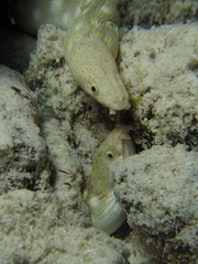 Myrichthys breviceps