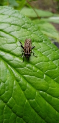 Orthoprosopa bilineata