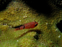 Apogon townsendi