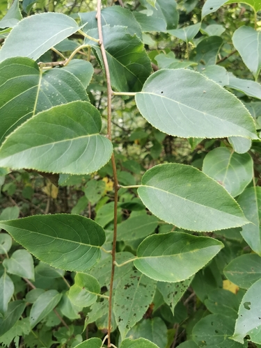 Image of Actinidia arguta by (c) Elena_Sherehora, some rights reserved (CC BY)