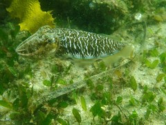Sepia plangon