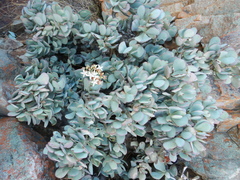 Crassula arborescens