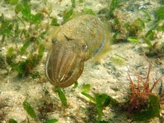 Sepia plangon