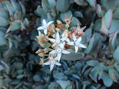 Crassula arborescens