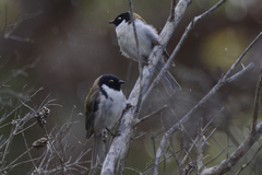 Melithreptus affinis