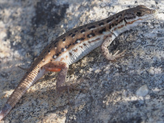 Pedioplanis lineoocellata