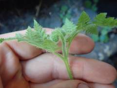 Hypolepis dicksonioides