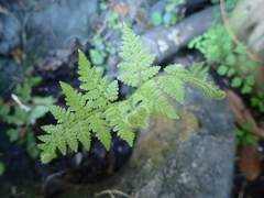 Hypolepis dicksonioides