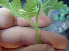 Hypolepis dicksonioides