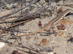 Pedioplanis lineoocellata