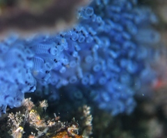 Clavelina moluccensis
