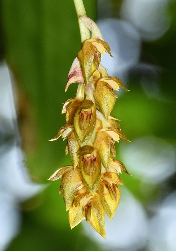 Nilgiri Bulbophyllum