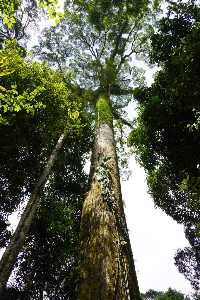 Shorea johorensis in August 2023 by Pierre-Louis Stenger · iNaturalist