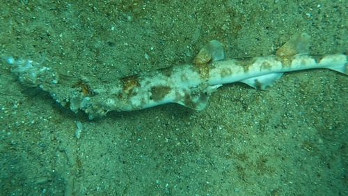 Puffadder shyshark photographed at Western Cape, ZA