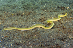 Brummer's Moray photo 2