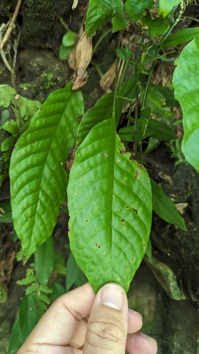 Tectaria fauriei, photograph 1