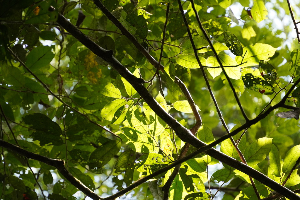 Grewia acuminata (Grewia acuminata)