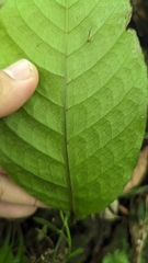 (c) 潘立傑 LICHIEH_PAN, some rights reserved (CC BY) Tectaria fauriei, photograph (c) 潘立傑 LICHIEH_PAN, some rights reserved (CC BY)