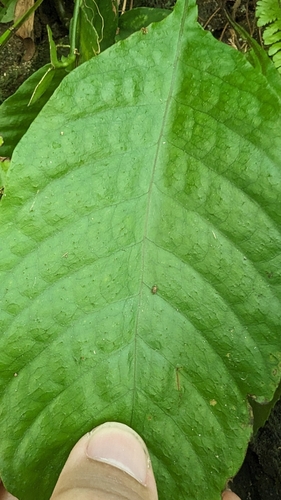 Tectaria fauriei, photograph 6
