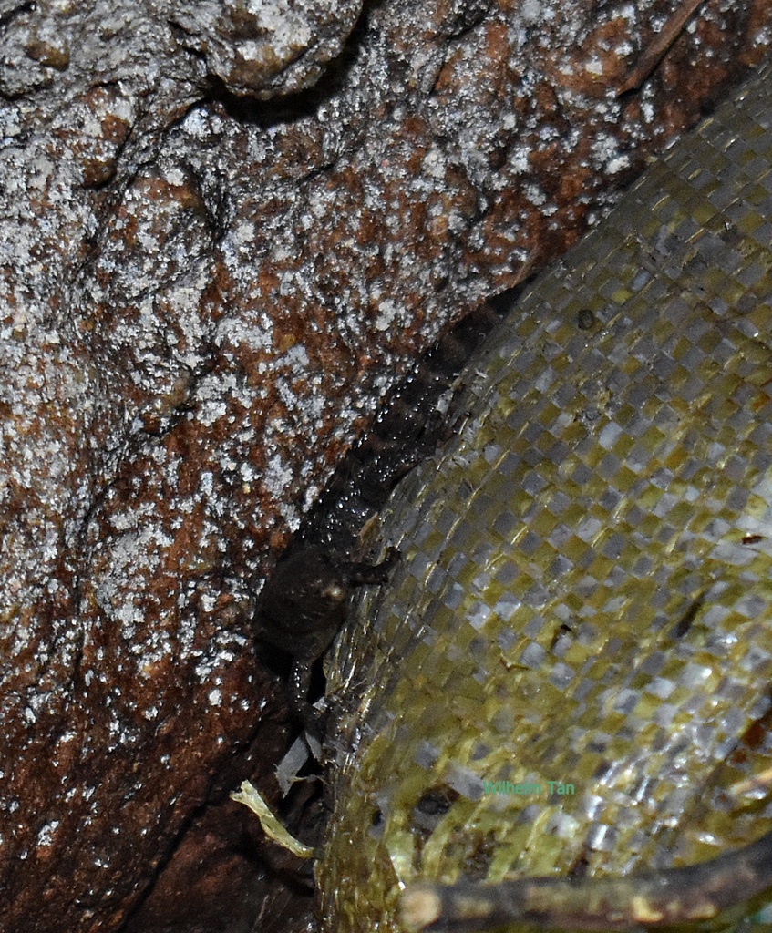 Spiny Waterside Skink from Mount Makiling, Los Baños, Laguna ...