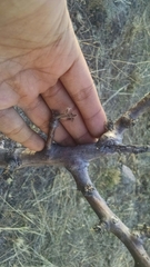 Burseraceae