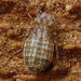 Psocoptera - Photo (c) Mick Talbot, some rights reserved (CC BY-NC-SA)