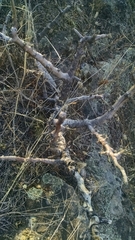 Burseraceae