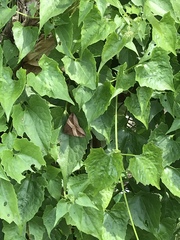 Bastilla